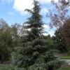 Cèdre De L'Himalaya - Cedrus Deodara -Promos Jardin Bulbes Magasin Cedrus deodara 83987 1