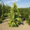 Cedrus Deodara Aurea - Cèdre De L'Himalaya Doré -Promos Jardin Bulbes Magasin Cedrus deodara Aurea 87219 1