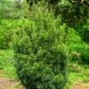 Pin Japonais à Queue De Vache - Cephalotaxus Harringtonia Fastigiata -Promos Jardin Bulbes Magasin Cephalotaxus harringtonia Fastigiata 0618002 1