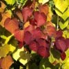 Cercis Canadensis Eternal Flame - Gainier Du Canada -Promos Jardin Bulbes Magasin Cercis canadensis Eternal Flame Gainier du Canada copyright 16575 1