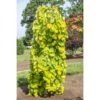 Cercis Canadensis Golden Falls - Gainier Du Canada -Promos Jardin Bulbes Magasin Cercis canadensis Golden Falls Gainier du Canada 16198 1