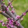 Cercis Canadensis Little Woody - Gainier Du Canada 2 Cercis Canadensis Little Woody - Gainier Du Canada -Promos Jardin Bulbes Magasin Cercis canadensis Little Woody 84399 1