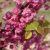Cercis Canadensis Pink Pom Pom's - Gainier Du Canada -Promos Jardin Bulbes Magasin Cercis canadensis Pink Pom Pom s 83991 1