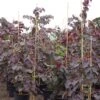 Cercis Canadensis Ruby Falls – Arbre De Judée Pleureur, Nain Et Pourpre 1 Cercis Canadensis Ruby Falls – Arbre De Judée Pleureur, Nain Et Pourpre -Promos Jardin Bulbes Magasin Cercis canadensis Ruby Falls 82956 1