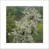 Cercis Canadensis Vanilla Twist - Gainier Du Canada Pleureur Blanc 2 Cercis Canadensis Vanilla Twist - Gainier Du Canada Pleureur Blanc -Promos Jardin Bulbes Magasin Cercis canadensis Vanilla Twist 83992 1
