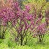 Cercis Chinensis Avondale - Arbre De Judée -Promos Jardin Bulbes Magasin Cercis chinensis Avondale 0537003 1
