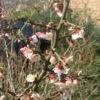 Chaenomeles Cathayensis - Cognassier De Cathay -Promos Jardin Bulbes Magasin Chaenomeles cathayensis 86098 1