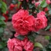 Cognassier Du Japon Pink Storm - Chaenomeles Speciosa -Promos Jardin Bulbes Magasin Chaenomeles speciosa Pink Storm 82557 1