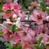 Cognassier Du Japon Toyo-Nishiki - Chaenomeles Speciosa -Promos Jardin Bulbes Magasin Chaenomeles speciosa Toyo Nishiki 1004412 1