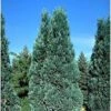 Chamaecyparis Lawsoniana Alumii - Cyprès De Lawson -Promos Jardin Bulbes Magasin Chamaecyparis lawsoniana Alumii 87923 1