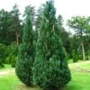 Chamaecyparis Lawsoniana Columnaris - Cyprès De Lawson -Promos Jardin Bulbes Magasin Chamaecyparis lawsoniana Columnaris 86035 1