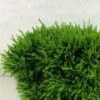 Chamaecyparis Lawsoniana Green Globe - Cyprès De Lawson Nain -Promos Jardin Bulbes Magasin Chamaecyparis lawsoniana Green Globe 620002 1