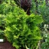 Chamaecyparis Lawsoniana Ivonne - Cyprès De Lawson -Promos Jardin Bulbes Magasin Chamaecyparis lawsoniana Ivonne 1000712 1