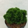 Faux Cyprès Du Japon - Chamaecyparis Obtusa Juniperoides -Promos Jardin Bulbes Magasin Chamaecyparis obtusa Juniperoides 630002 1