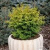 Chamaecyparis Obtusa Melody 2 Chamaecyparis Obtusa Melody -Promos Jardin Bulbes Magasin Chamaecyparis obtusa Melody 87380 1