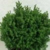 Chamaecyparis Obtusa Wissel - Faux Cyprès Hinoki Du Japon -Promos Jardin Bulbes Magasin Chamaecyparis obtusa Wissel 637002 1