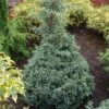 Cyprès Sawara - Chamaecyparis Pisifera Baby Blue -Promos Jardin Bulbes Magasin Chamaecyparis pisifera Baby Blue 0638002 1