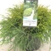 Chamaecyparis Pisifera Filifera Nana - Cyprès Sawara -Promos Jardin Bulbes Magasin Chamaecyparis pisifera Filifera Nana 640002 1