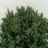 Chamaecyparis Thyoides Blue Rock -Promos Jardin Bulbes Magasin Chamaecyparis thyoides Versent Blue Rock 648002 1
