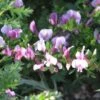 Chamaecytisus Purpureus - Genêt Pourpre -Promos Jardin Bulbes Magasin Chamaecytisus purpureus 83995 1
