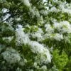 Chionanthus Retusus - Arbre De Neige -Promos Jardin Bulbes Magasin Chionanthus retusus 83996 1