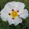 Cistus (x) Loretii - Ciste à Feuilles étroites -Promos Jardin Bulbes Magasin Cistus x loretii 83260 1