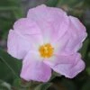 Cistus Argenteus Peggy Sammons - Ciste Hybride -Promos Jardin Bulbes Magasin Cistus argenteus Peggy sammons 82195 1