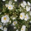 Cistus Monspeliensis - Ciste De Montpellier -Promos Jardin Bulbes Magasin Cistus monspeliensis 7527 1
