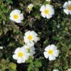Ciste Obtusifolius - Cistus Obtusifolius -Promos Jardin Bulbes Magasin Cistus obtusifolius copyright 1000781 1