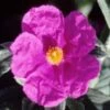 Cistus Pulverulentus Sunset - Ciste Pulvérulent -Promos Jardin Bulbes Magasin Cistus pulverulentus Sunset 7901 1
