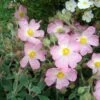 Ciste Silver Pink - Cistus Argenteus -Promos Jardin Bulbes Magasin Cistus silver pink 87806 1