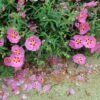 Cistus Purpureus Betty Taudevin - Ciste Pourpre -Promos Jardin Bulbes Magasin Cistus x purpureus Betty Taudevin 100248 1