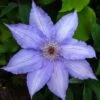 Clématite - Clematis Alice Fisk -Promos Jardin Bulbes Magasin Clematis Alice Fisk 878092 1