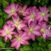 Clématite - Clematis Asao -Promos Jardin Bulbes Magasin Clematis Asao 87811 1