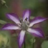 Clématite - Clematis Astra Nova -Promos Jardin Bulbes Magasin Clematis Astra Nova 681524 1