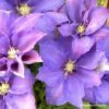 Clématite - Clematis H. F. Young -Promos Jardin Bulbes Magasin Clematis H F Young Copyright Travers 87840 1