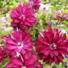 Clématite - Clematis Red Passion -Promos Jardin Bulbes Magasin Clematis Red Passion 84880 1