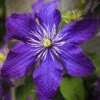 Clématite - Clematis Rhapsody -Promos Jardin Bulbes Magasin Clematis Rhapsody copyright 10116711 1