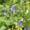 Clématite Integrifolia - Clematis Integrifolia Blue Boy Livré En Hauteur 60 Cm En Pot De 1,5l/2l -Promos Jardin Bulbes Magasin Clematis integrifolia Blue Boy copyright 10096811 1