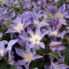Clématite - Clematis Integrifolia Blue River -Promos Jardin Bulbes Magasin Clematis integrifolia Blue River IF 1009691 1