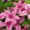 Clématite Integrifolia Saphyra Duo Rose -Promos Jardin Bulbes Magasin Clematis integrifolia Saphyra Duo Rose 85474 1