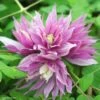 Clématite - Clematis Macropetala Purple Dream -Promos Jardin Bulbes Magasin Clematis macropetala Purple Dream 82539 1
