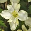 Clématite - Clematis Montana Montana Morning Yellow 1 Clématite - Clematis Montana Montana Morning Yellow -Promos Jardin Bulbes Magasin Clematis montana Montana Morning Yellow V 18331 1