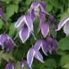 Clématite - Clematis Blue Eclipse -Promos Jardin Bulbes Magasin Clematite Clematis Blue Eclipse IF 6814851 1