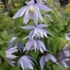 Clématite - Clematis Eximia -Promos Jardin Bulbes Magasin Clematite Clematis Eximia IF 6814801 1