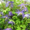 Clématite - Clematis Alpina -Promos Jardin Bulbes Magasin Clematite Clematis alpina 87828 1