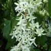 Clématite - Clematis Armandii Little White Charm 2 Clématite - Clematis Armandii Little White Charm -Promos Jardin Bulbes Magasin Clematite Clematis armandii Little White Charm IF 6813641 1