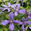 Clématite Integrifolia - Clematis Integrifolia Miranda 1 Clématite Integrifolia - Clematis Integrifolia Miranda -Promos Jardin Bulbes Magasin Clematite Clematis integrifolia Miranda IF 1009301 1