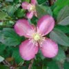 Clématite - Clematis Montana Van Gogh -Promos Jardin Bulbes Magasin Clematite Clematis montana Van Gogh 681489 FL