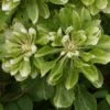 Clématite - Clematis Green Passion -Promos Jardin Bulbes Magasin Clematite Green Passion 83600 1